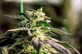 Explore the World of Cannabis Seeds Canada Explore the World of Cannabis Seeds Canada