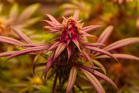 Explore the World of Cannabis Seeds Canada Explore the World of Cannabis Seeds Canada
